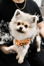 Load image into Gallery viewer, DOGGY DICKY BOWS